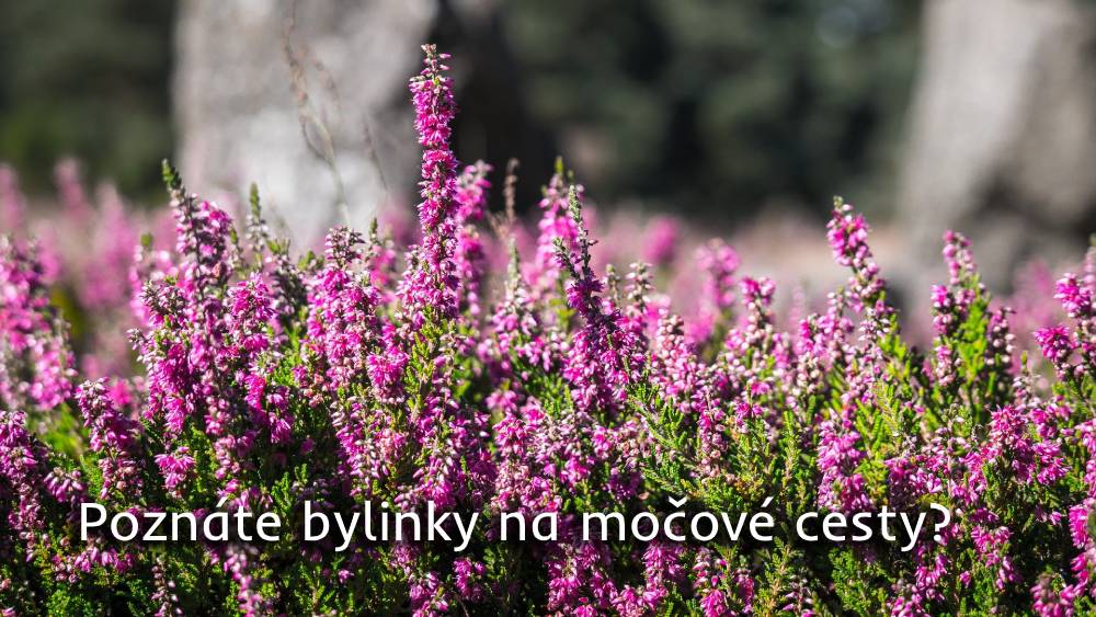 bylinky na močové cesty