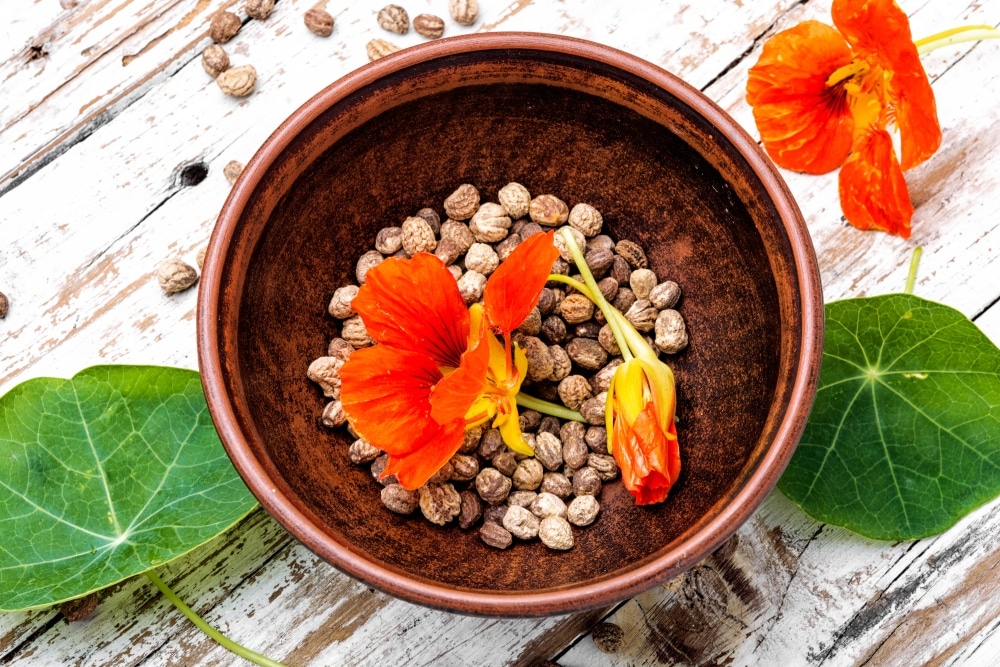 Kapucínka - účinky na močové ciesty